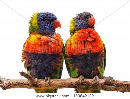 Two rainbow lorikeet Trichoglossus haematodus sitting on a branch, isolated over white background