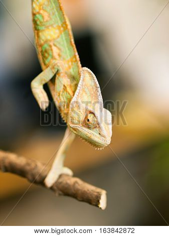 Young Yemen chameleon on the branch - Chameleo calyptratus
