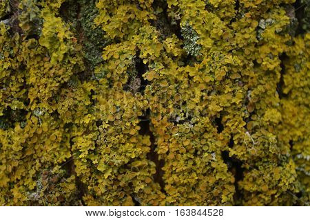 fluffy yellow moss grows on old birch