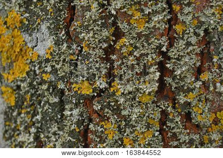multi-colored moss on the bark of an old lime tree