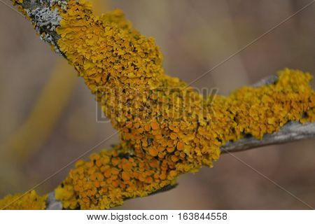 lone aspen tree branch covered with yellow moss