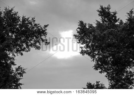 Dry branches on top of the tree. Against the backdrop of an overcast sky.