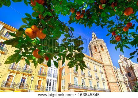 Valencia Spain Plaza de la Reina with Orange Tree.