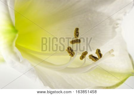 White amaryllis flower (Hippeastrum) macro view of the stamens in bloom beautiful floral greeting card with copy space selected focus narrow depth of field