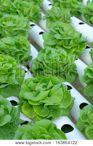 Organic Hydroponic Vegetable Farm Concept