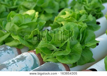 Organic Hydroponic Vegetable Farm Concept