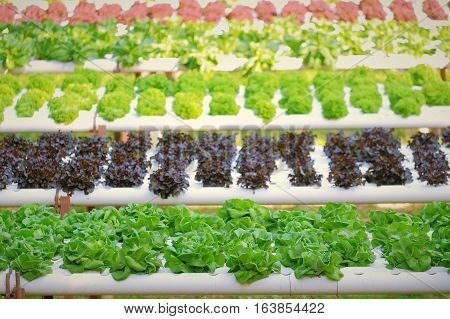 Organic Hydroponic Vegetable Farm Concept