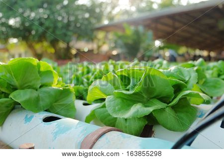 Organic Hydroponic Vegetable Farm Concept