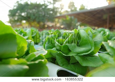 Organic Hydroponic Vegetable Farm Concept