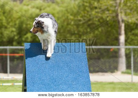 Agility Dog going over a-frame obstacle in competition