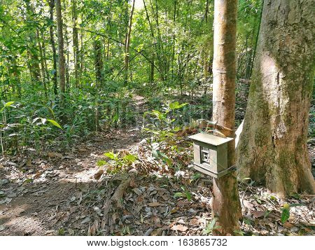 Camera trap on the tree. Trail camera for taking a picture of wildlife animal in the forest.