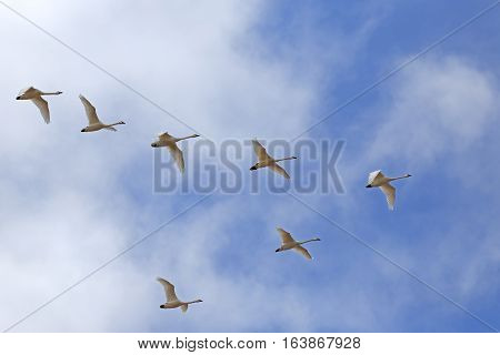 Migrating Tundra Swans ( Cygnus columbianus ) fly in V- formation after a lay over in Lancaster County Pennsylvania USA. This swan is similar to the Whistling Swan and Trumpeter Swan.