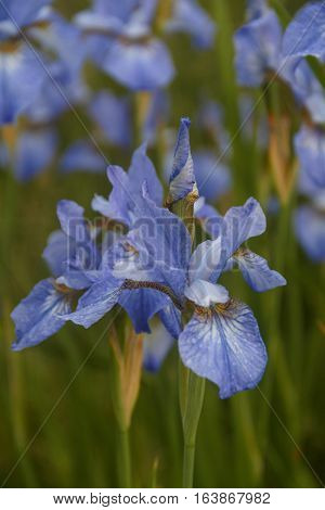 Glade cinih garden irises. Summer. Rossiya.Krasivoe bokeh.

Красивое боке.