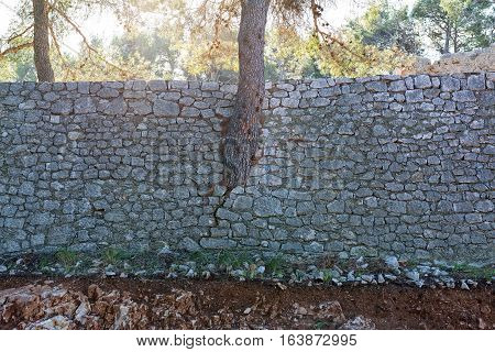 Fort St. John detail of the pine tree growing through the wall, architectural monument of the Sibenik Croatia.