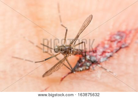 Macro Of Smashed Mosquito (aedes Aegypti) Sucking Blood To Died