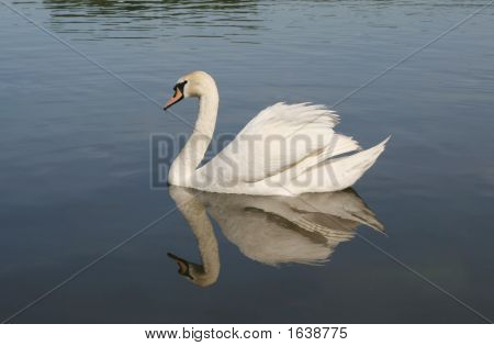 Łabędź