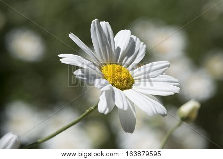 Tanacetum Cinerariifolium, Pyrethrum Of Commerce, Facing The Rig
