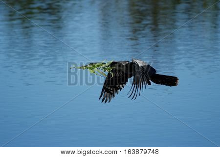 Anhinga Flying To The Nest