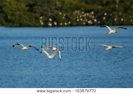 White Ibises (Eudocimus albus) in flight above water