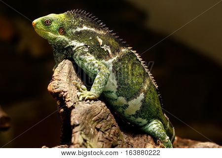 Fijian Crested Iguana (brachylophus Vitiensis) On Viti Levu Island, Fiji