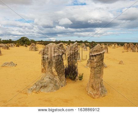 Yellow sand dunes and limestone pillars Pinnacles Desert in the Nambung National Park Western Australia.