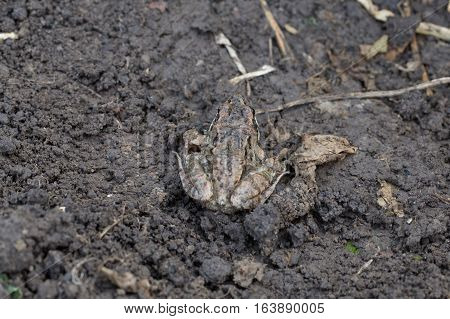 Little frog sitting on the ground photo