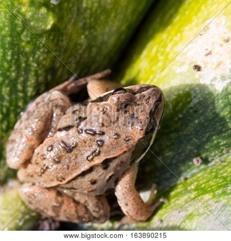 Little frog sitting on a green pumpkin photo 
