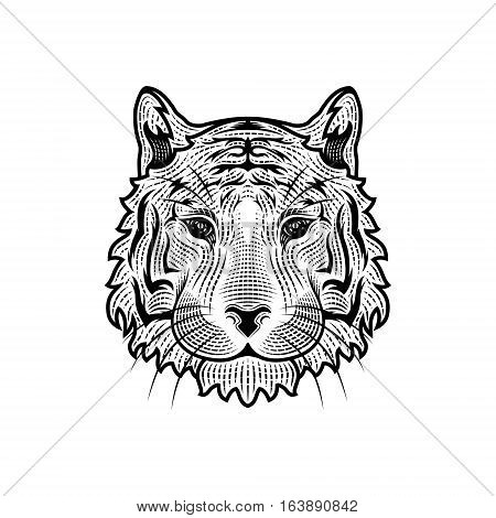The head of the Tiger. Vector illustration