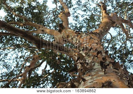 Peeling barks of the tree from bottom view