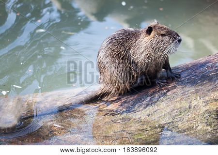 A nutria for skin care on a big tree trunk