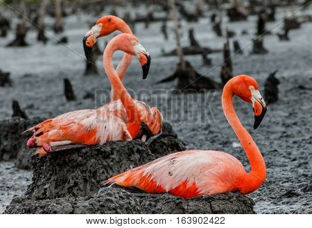 American Flamingos or Caribbean flamingos ( Phoenicopterus ruber ruber). Colony of Flamingo on the nests. Rio Maximo Camaguey Cuba.