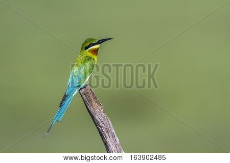 Blue-tailed bee-eater in Arugam bay lagoon, Sri Lanka ; specie Merops philippinus family of Meropidae