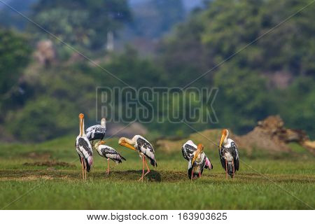 Painted Stork in Arugam bay lagoon, Sri Lanka ;specie Mycteria leucocephala family of Ciconiidae