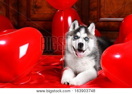 Valentine's day husky puppy with a big red heart balloon on a texture background.