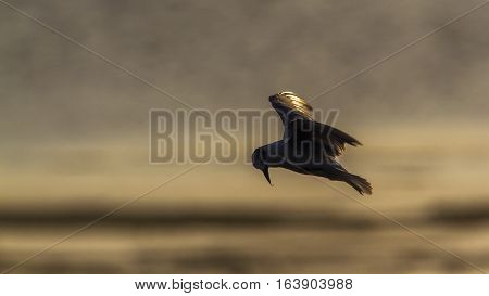 Whiskered tern in Arugam bay lagoon, Sri Lanka ; specie Chlidonias hybrida family of Laridae