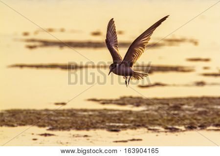 Whiskered tern in Arugam bay lagoon, Sri Lanka ; specie Chlidonias hybrida family of Laridae