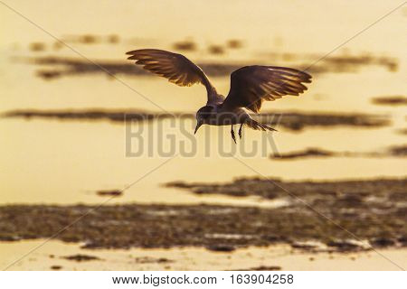 Whiskered tern in Arugam bay lagoon, Sri Lanka ; specie Chlidonias hybrida family of Laridae