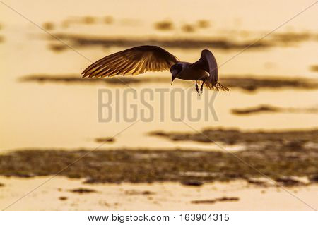Whiskered tern in Arugam bay lagoon, Sri Lanka ; specie Chlidonias hybrida family of Laridae