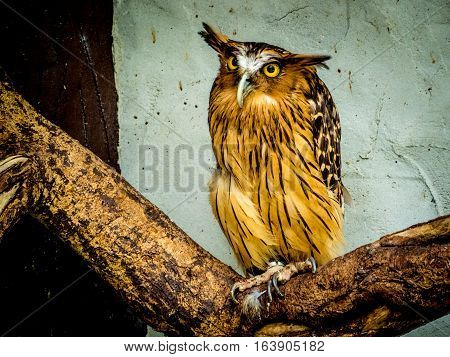 Buffy Fish Owl portrait, close up of yellow eyes