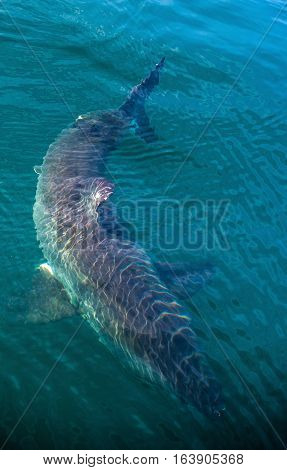 Great White Shark Underwater . Great White shark (Carcharodon carcharias) in the water of Pacific ocean near the coast of South Africa