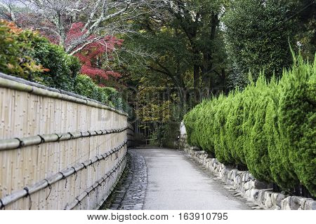 Walkway bamboo Grove at Arashiyama in Kyoto Japan.