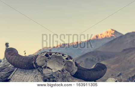 Yak skull at entrance to Mustang region. Annapurna circuit trek in Nepal.