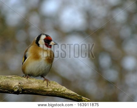 Goldfinch perched on an old trree branch during winter