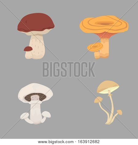 different kinds of mushrooms. set mushroom vector illustration. eps10