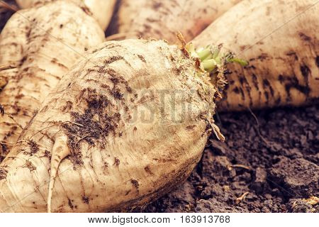 Harvested sugar beet crop root pile on the ground selective focus