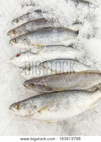 White Croaker Fish