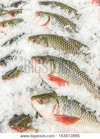 Rohu Fish Fresh