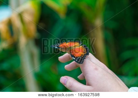 Red Lacewing Butterfly (cethosia Biblis)