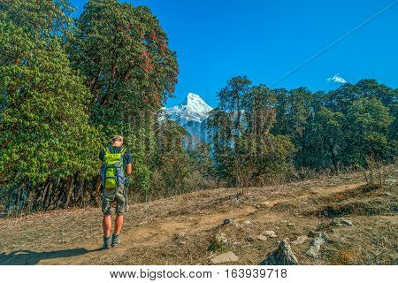 Trekking in Nepal. Man with the map on trekking on Annapurna mountain region Nepal with Machapuchare (Fish tail) view