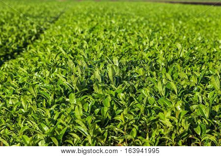Oolong tea field in Chiran Kyushu and blue sky